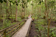 Congaree National Park